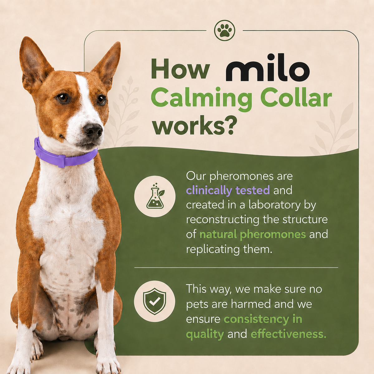 Calming Dog Collar