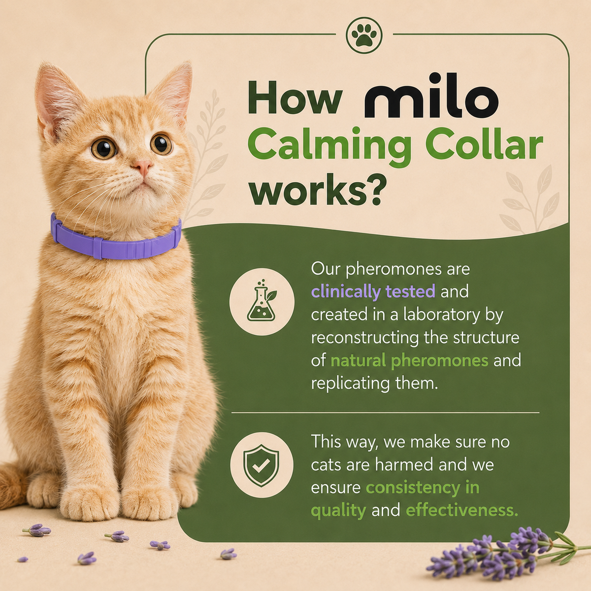 Calming Cat Collar